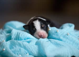 CHIOT JACK RUSSELL SOCIALISATION OPTIMALE EVEIL