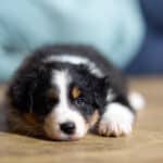 CHIOT JACK RUSSELL SOCIALISATION OPTIMALE EVEIL