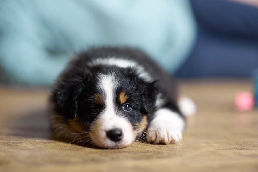 CHIOT JACK RUSSELL SOCIALISATION OPTIMALE EVEIL