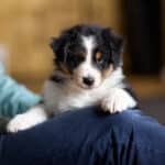 CHIOT JACK RUSSELL SOCIALISATION OPTIMALE EVEIL