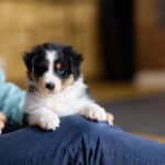 CHIOT JACK RUSSELL SOCIALISATION OPTIMALE EVEIL