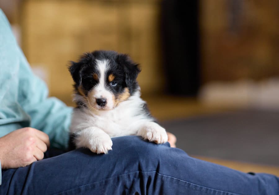 CHIOT JACK RUSSELL SOCIALISATION OPTIMALE EVEIL