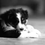 CHIOT JACK RUSSELL SOCIALISATION OPTIMALE EVEIL