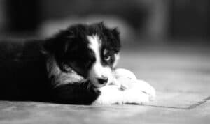 CHIOT JACK RUSSELL SOCIALISATION OPTIMALE EVEIL