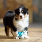 CHIOT JACK RUSSELL SOCIALISATION OPTIMALE EVEIL