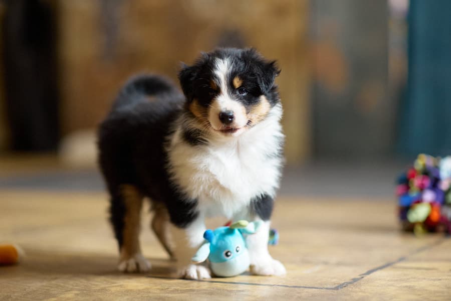 CHIOT JACK RUSSELL SOCIALISATION OPTIMALE EVEIL