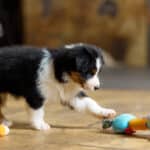 CHIOT JACK RUSSELL SOCIALISATION OPTIMALE EVEIL