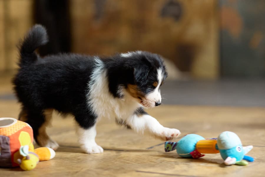 CHIOT JACK RUSSELL SOCIALISATION OPTIMALE EVEIL