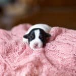 CHIOT JACK RUSSELL SOCIALISATION OPTIMALE EVEIL