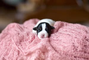 CHIOT JACK RUSSELL SOCIALISATION OPTIMALE EVEIL