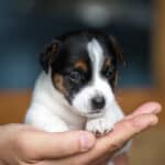 CHIOT JACK RUSSELL SOCIALISATION OPTIMALE EVEIL