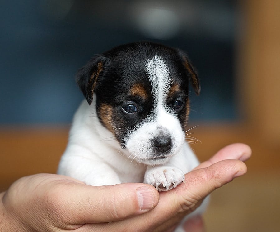 CHIOT JACK RUSSELL SOCIALISATION OPTIMALE EVEIL