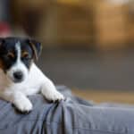 CHIOT JACK RUSSELL SOCIALISATION OPTIMALE EVEIL