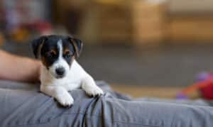 CHIOT JACK RUSSELL SOCIALISATION OPTIMALE EVEIL