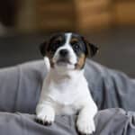 CHIOT JACK RUSSELL SOCIALISATION OPTIMALE EVEIL