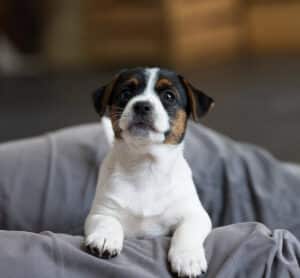 CHIOT JACK RUSSELL SOCIALISATION OPTIMALE EVEIL