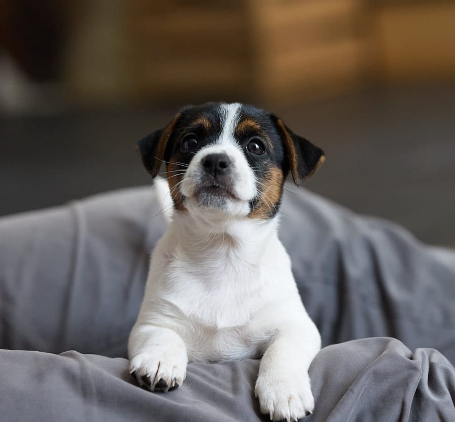 CHIOT JACK RUSSELL SOCIALISATION OPTIMALE EVEIL