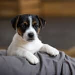 CHIOT JACK RUSSELL SOCIALISATION OPTIMALE EVEIL
