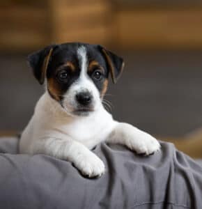 CHIOT JACK RUSSELL SOCIALISATION OPTIMALE EVEIL
