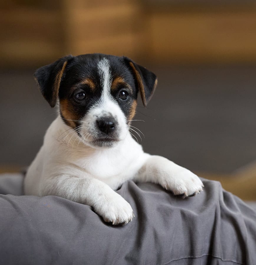 CHIOT JACK RUSSELL SOCIALISATION OPTIMALE EVEIL