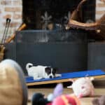 CHIOT JACK RUSSELL SOCIALISATION OPTIMALE EVEIL