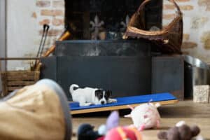 CHIOT JACK RUSSELL SOCIALISATION OPTIMALE EVEIL