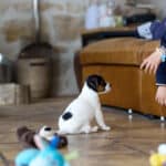 CHIOT JACK RUSSELL SOCIALISATION OPTIMALE EVEIL