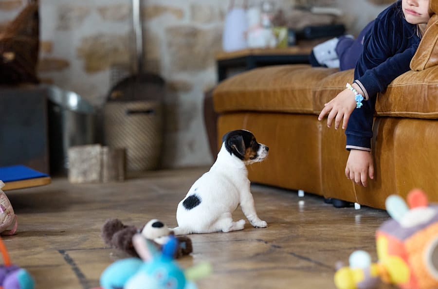 CHIOT JACK RUSSELL SOCIALISATION OPTIMALE EVEIL