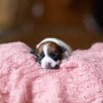 CHIOT JACK RUSSELL SOCIALISATION OPTIMALE EVEIL