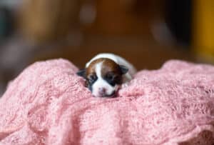 CHIOT JACK RUSSELL SOCIALISATION OPTIMALE EVEIL