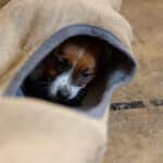 CHIOT JACK RUSSELL SOCIALISATION OPTIMALE EVEIL