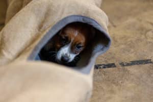 CHIOT JACK RUSSELL SOCIALISATION OPTIMALE EVEIL