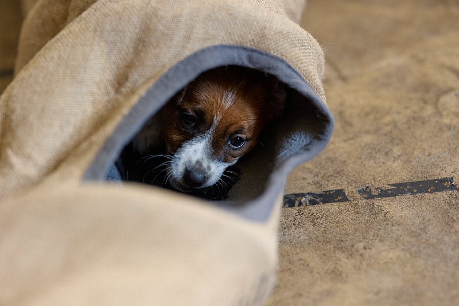 CHIOT JACK RUSSELL SOCIALISATION OPTIMALE EVEIL