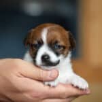 CHIOT JACK RUSSELL SOCIALISATION OPTIMALE EVEIL