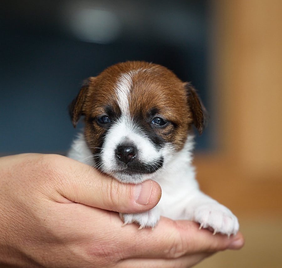 CHIOT JACK RUSSELL SOCIALISATION OPTIMALE EVEIL