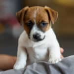 CHIOT JACK RUSSELL SOCIALISATION OPTIMALE EVEIL