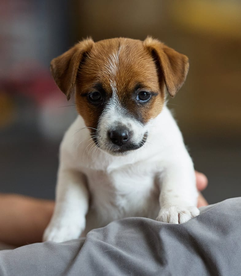 CHIOT JACK RUSSELL SOCIALISATION OPTIMALE EVEIL