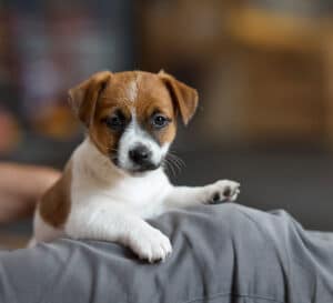 CHIOT JACK RUSSELL SOCIALISATION OPTIMALE EVEIL