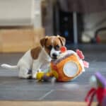 CHIOT JACK RUSSELL SOCIALISATION OPTIMALE EVEIL