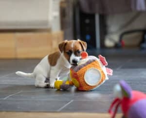 CHIOT JACK RUSSELL SOCIALISATION OPTIMALE EVEIL