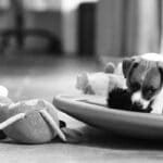 CHIOT JACK RUSSELL SOCIALISATION OPTIMALE EVEIL