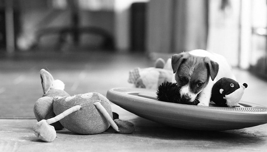 CHIOT JACK RUSSELL SOCIALISATION OPTIMALE EVEIL