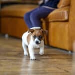 CHIOT JACK RUSSELL SOCIALISATION OPTIMALE EVEIL