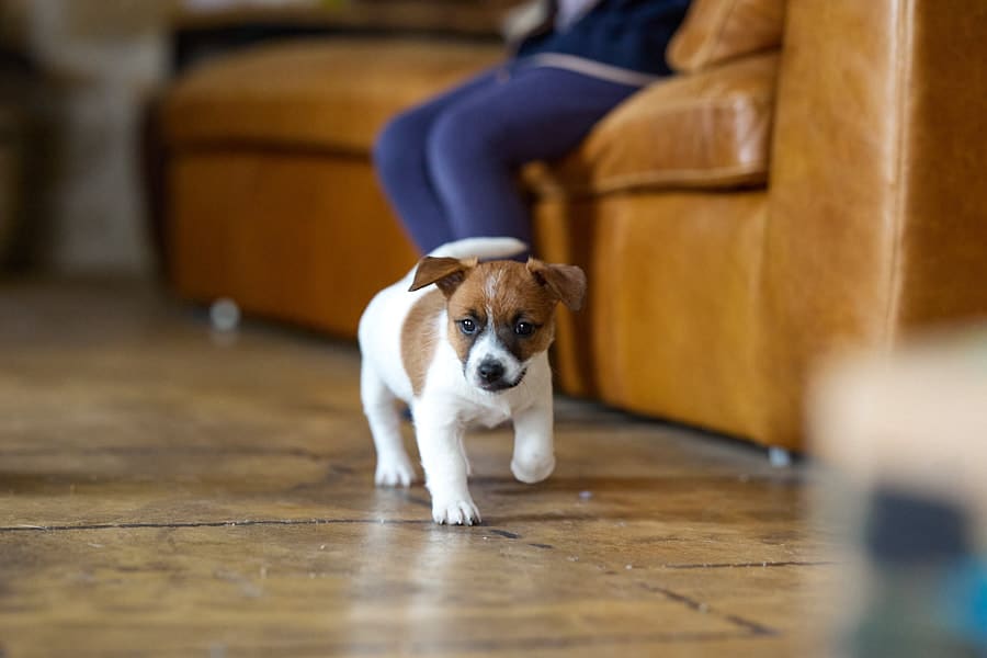 CHIOT JACK RUSSELL SOCIALISATION OPTIMALE EVEIL
