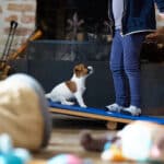 CHIOT JACK RUSSELL SOCIALISATION OPTIMALE EVEIL