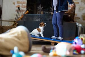 CHIOT JACK RUSSELL SOCIALISATION OPTIMALE EVEIL
