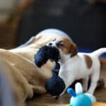 CHIOT JACK RUSSELL SOCIALISATION OPTIMALE EVEIL