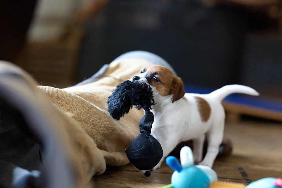 CHIOT JACK RUSSELL SOCIALISATION OPTIMALE EVEIL