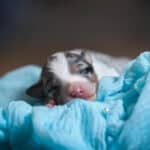 CHIOT BERGER AUSTRALIEN RUSSELL SOCIALISATION OPTIMALE EVEIL