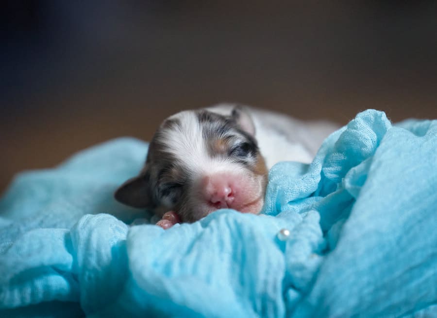 CHIOT BERGER AUSTRALIEN RUSSELL SOCIALISATION OPTIMALE EVEIL